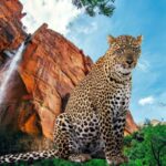 India's Biggest Leopard Safari- Coming to Bengaluru's Bannerghatta Biological Park