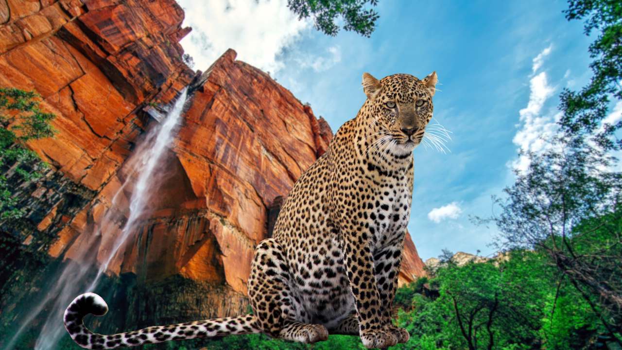 India's Biggest Leopard Safari- Coming to Bengaluru's Bannerghatta Biological Park
