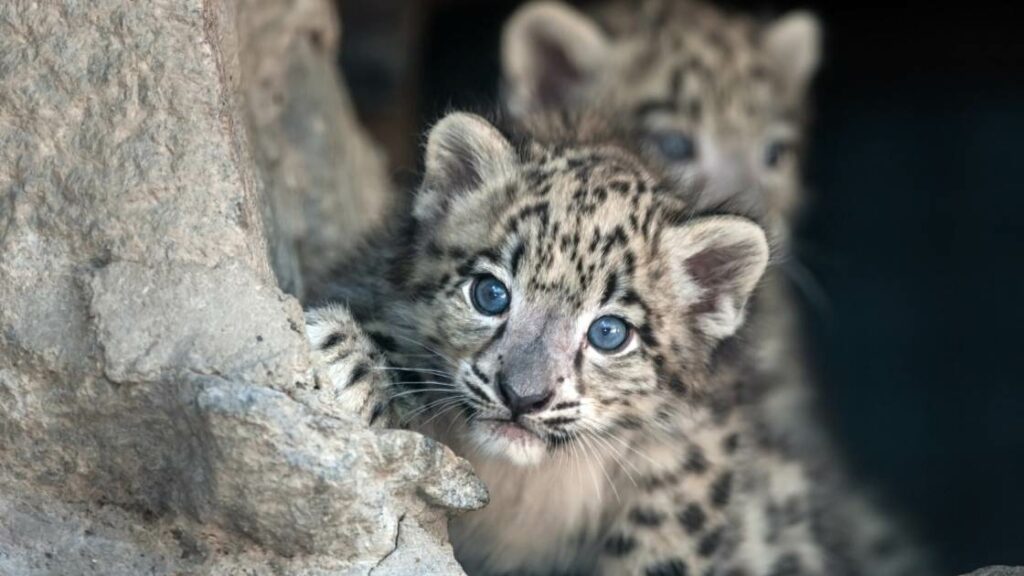 The safari will feature 20 leopards