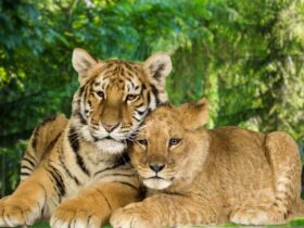 VHP Files Case in Calcutta High Court Regarding 'Sita' and 'Akbar' Lions at Siliguri Zoo