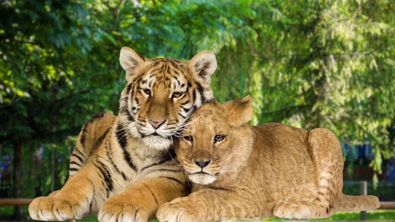 VHP Files Case in Calcutta High Court Regarding 'Sita' and 'Akbar' Lions at Siliguri Zoo